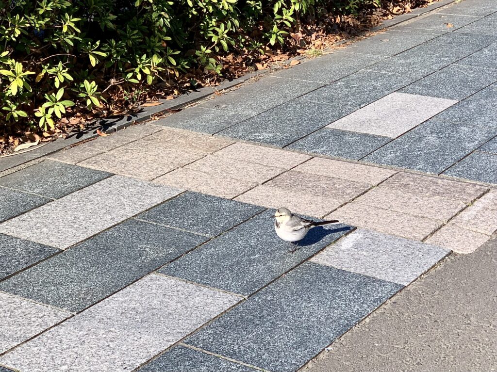 歩道を歩く鳥